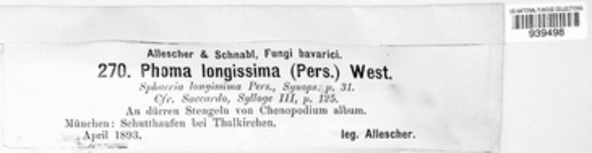 Phoma longissima image